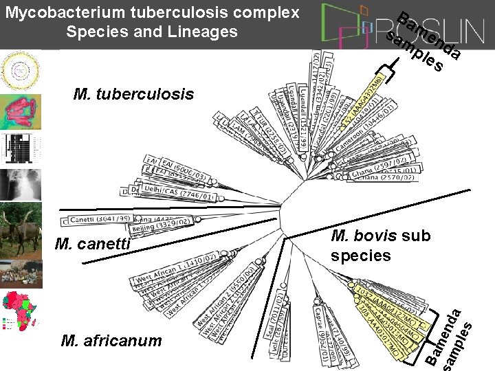 Mycobacterium tuberculosis complex Species and Lineages Ba sa men mp d les a M.