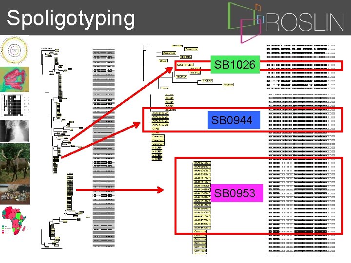 Spoligotyping SB 1026 SB 0944 SB 0953 