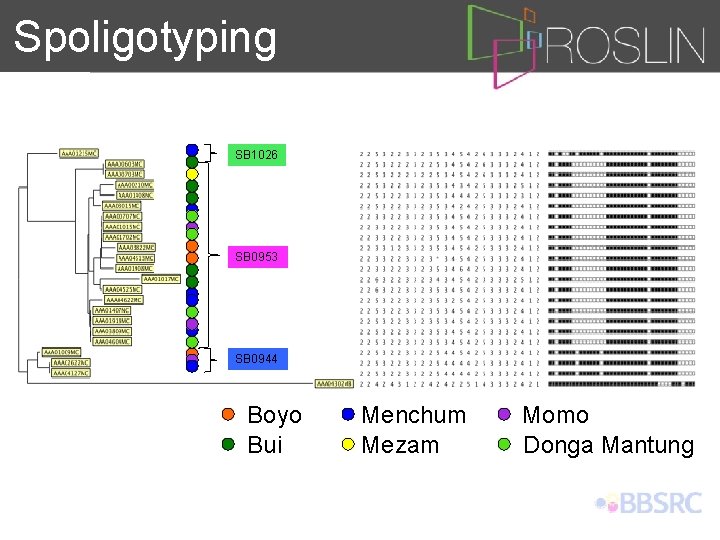 Spoligotyping SB 1026 SB 0953 SB 0944 Boyo Bui Menchum Mezam Momo Donga Mantung