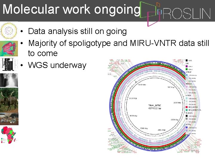 Molecular work ongoing • Data analysis still on going • Majority of spoligotype and