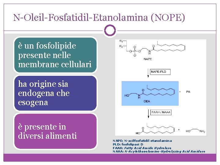 N-Oleil-Fosfatidil-Etanolamina (NOPE) è un fosfolipide presente nelle membrane cellulari ha origine sia endogena che