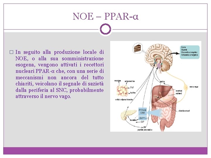 NOE – PPAR-α � In seguito alla produzione locale di NOE, o alla sua