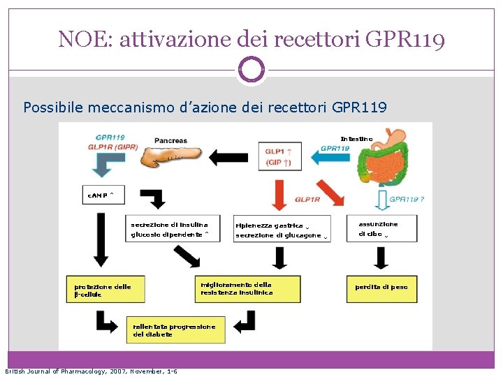 NOE: attivazione dei recettori GPR 119 Possibile meccanismo d’azione dei recettori GPR 119 Intestino