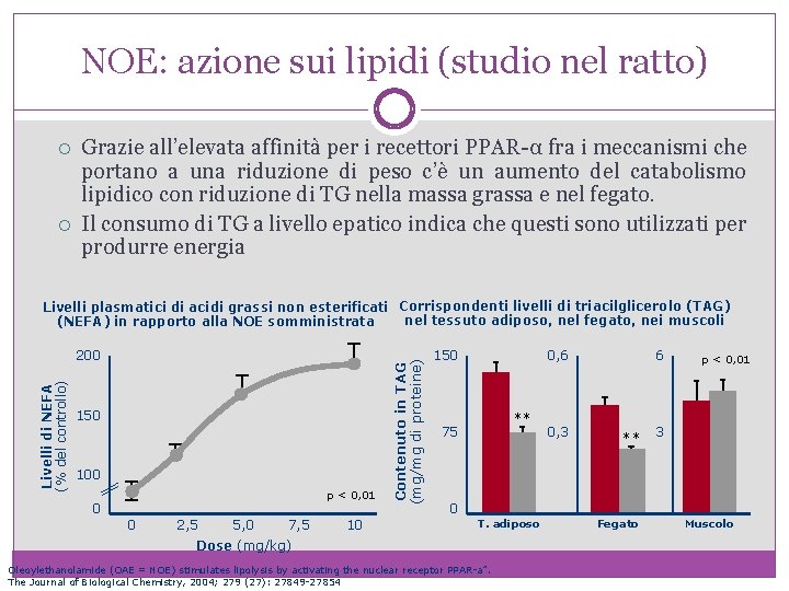 NOE: azione sui lipidi (studio nel ratto) Grazie all’elevata affinità per i recettori PPAR-α