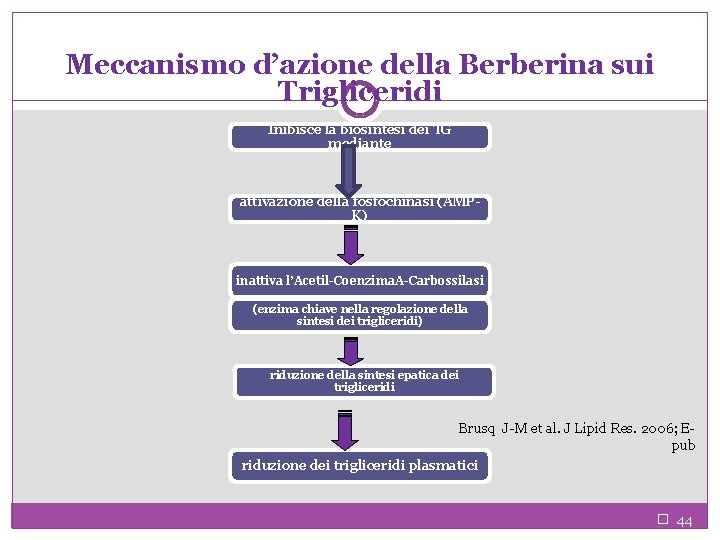 Meccanismo d’azione della Berberina sui Trigliceridi Inibisce la biosintesi dei TG mediante attivazione della