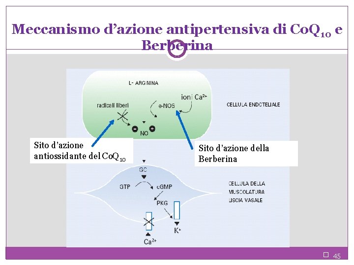 Meccanismo d’azione antipertensiva di Co. Q 10 e Berberina Sito d’azione antiossidante del Co.