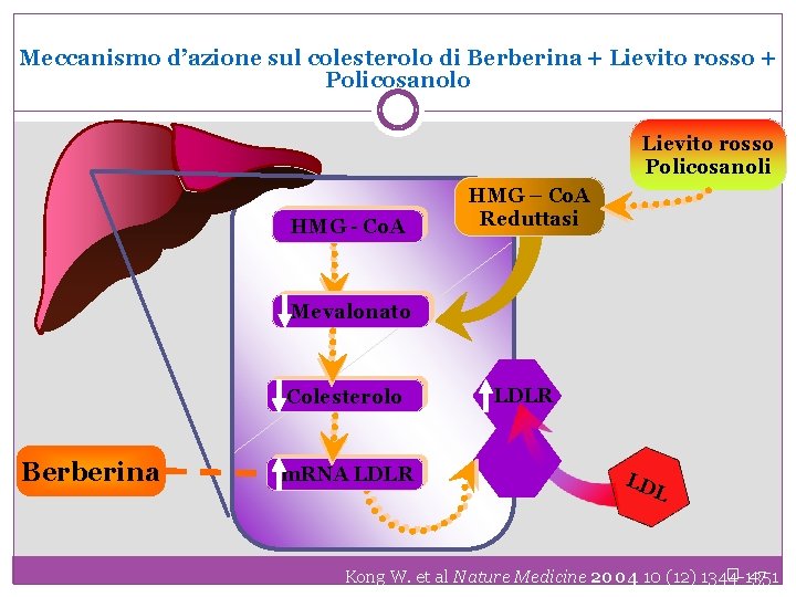 Meccanismo d’azione sul colesterolo di Berberina + Lievito rosso + Policosanolo Lievito rosso Policosanoli