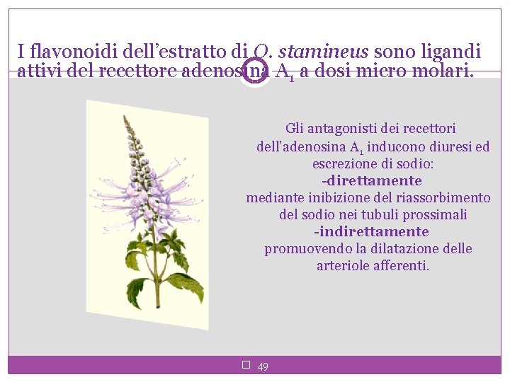 I flavonoidi dell’estratto di O. stamineus sono ligandi attivi del recettore adenosina A 1