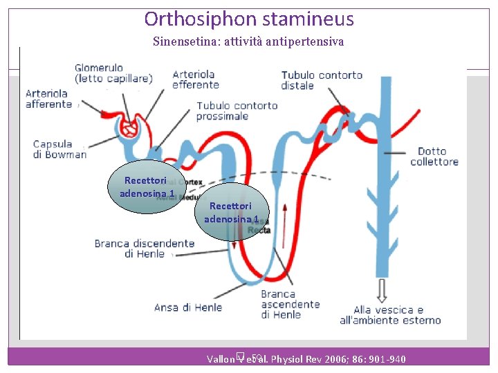 Orthosiphon stamineus Sinensetina: attività antipertensiva Recettori adenosina 1 Vallon� V et 50 al. Physiol