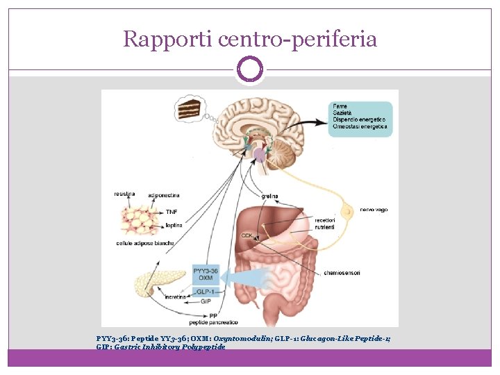 Rapporti centro-periferia PYY 3 -36: Peptide YY 3 -36; OXM: Oxyntomodulin; GLP-1: Glucagon-Like Peptide-1;