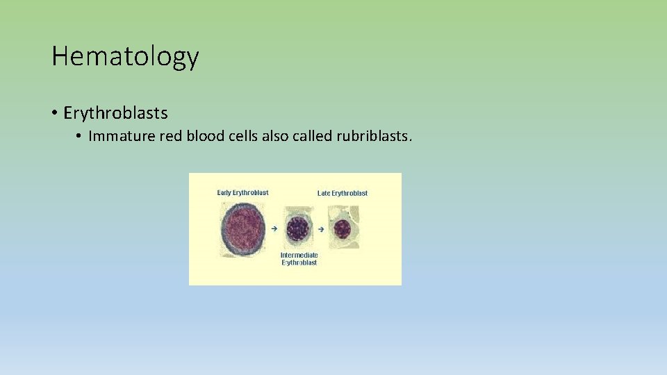 Hematology • Erythroblasts • Immature red blood cells also called rubriblasts. 