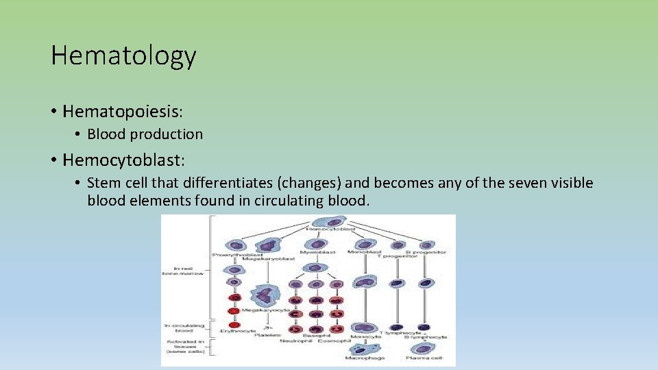 Hematology • Hematopoiesis: • Blood production • Hemocytoblast: • Stem cell that differentiates (changes)