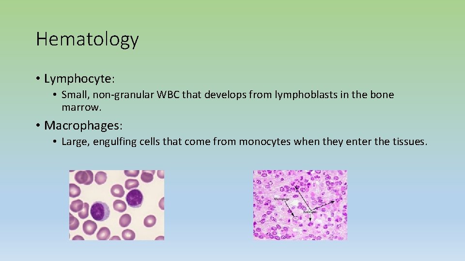 Hematology • Lymphocyte: • Small, non-granular WBC that develops from lymphoblasts in the bone