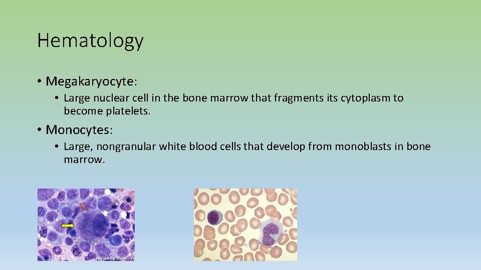 Hematology • Megakaryocyte: • Large nuclear cell in the bone marrow that fragments its