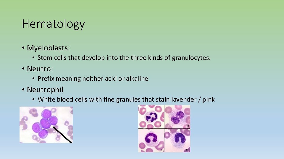 Hematology • Myeloblasts: • Stem cells that develop into the three kinds of granulocytes.