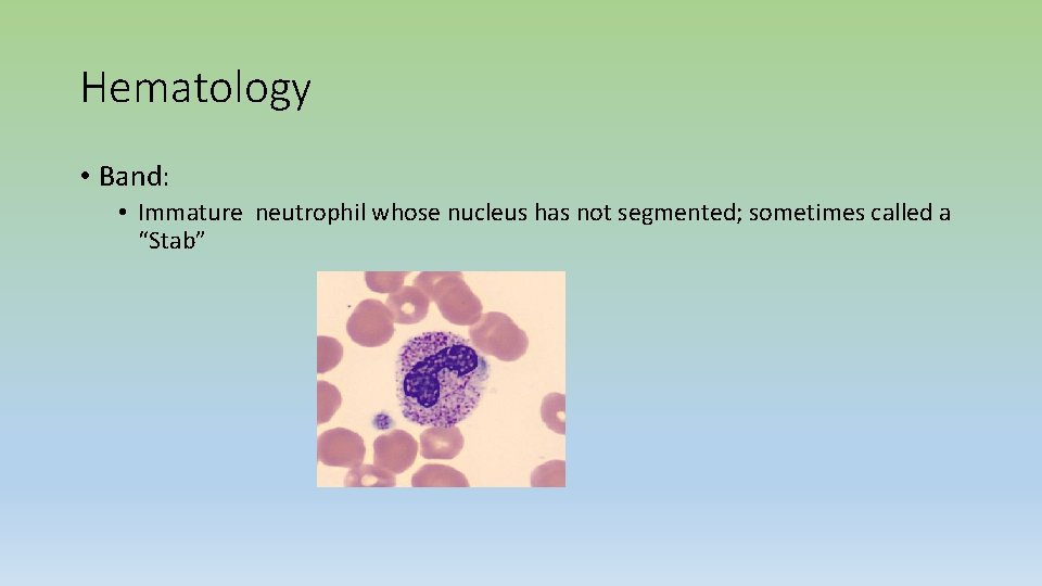 Hematology • Band: • Immature neutrophil whose nucleus has not segmented; sometimes called a