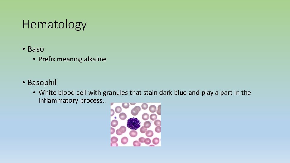 Hematology • Baso • Prefix meaning alkaline • Basophil • White blood cell with