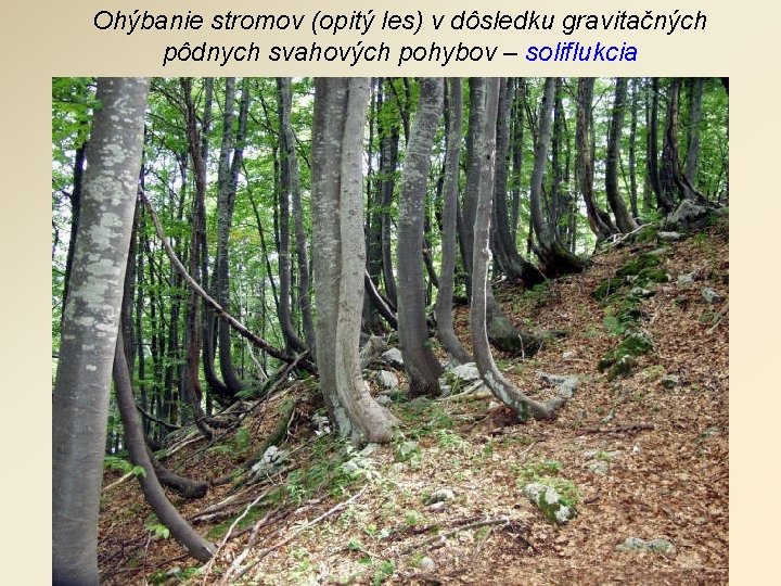 Ohýbanie stromov (opitý les) v dôsledku gravitačných pôdnych svahových pohybov – soliflukcia 