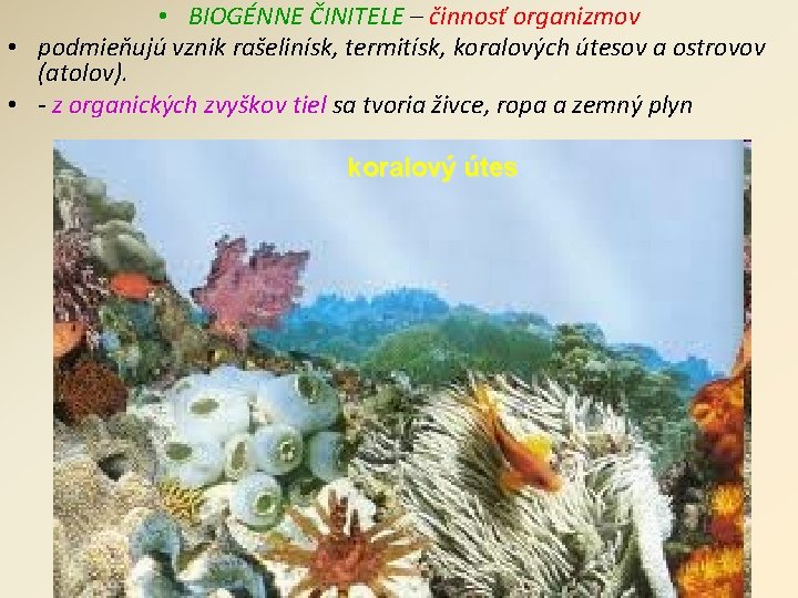  • BIOGÉNNE ČINITELE – činnosť organizmov • podmieňujú vznik rašelinísk, termitísk, koralových útesov