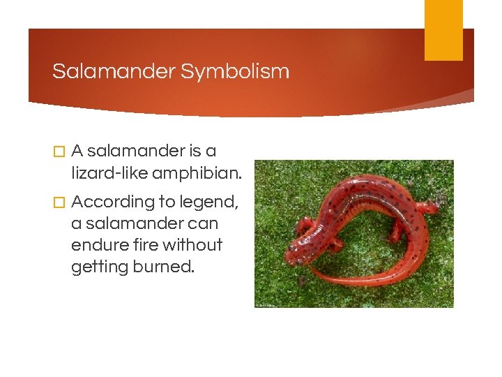 Salamander Symbolism � A salamander is a lizard-like amphibian. � According to legend, a