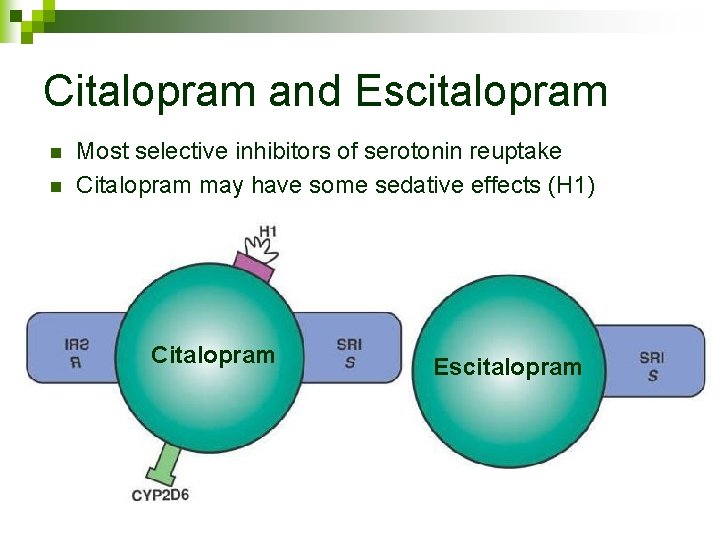 Citalopram and Escitalopram n n Most selective inhibitors of serotonin reuptake Citalopram may have