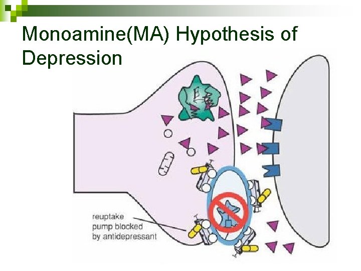 Monoamine(MA) Hypothesis of Depression 