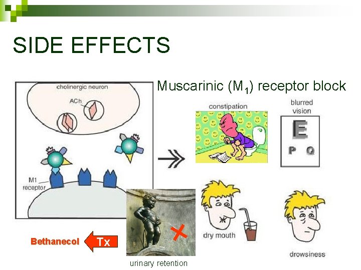 SIDE EFFECTS Muscarinic (M 1) receptor block Bethanecol Tx urinary retention 