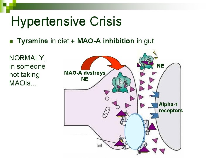 Hypertensive Crisis n Tyramine in diet + MAO-A inhibition in gut NORMALY, in someone