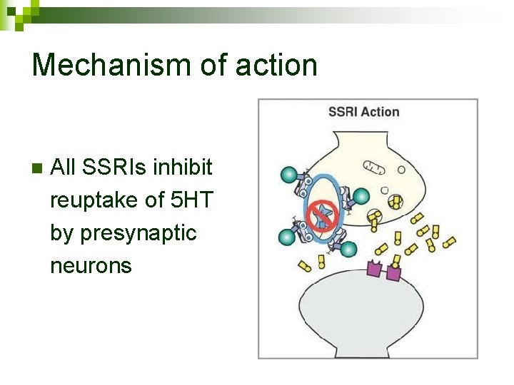 Mechanism of action n All SSRIs inhibit reuptake of 5 HT by presynaptic neurons