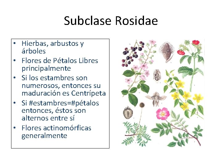 Subclase Rosidae • Hierbas, arbustos y árboles • Flores de Pétalos Libres principalmente •