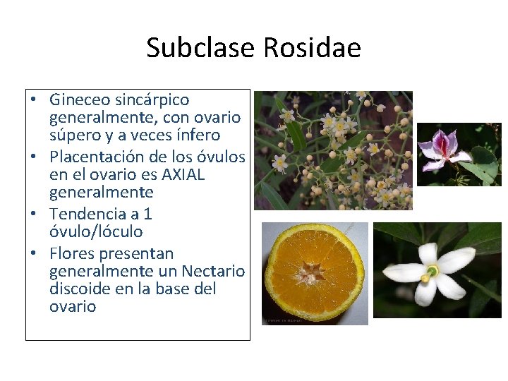 Subclase Rosidae • Gineceo sincárpico generalmente, con ovario súpero y a veces ínfero •