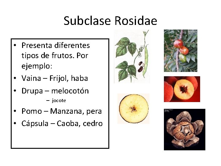 Subclase Rosidae • Presenta diferentes tipos de frutos. Por ejemplo: • Vaina – Frijol,