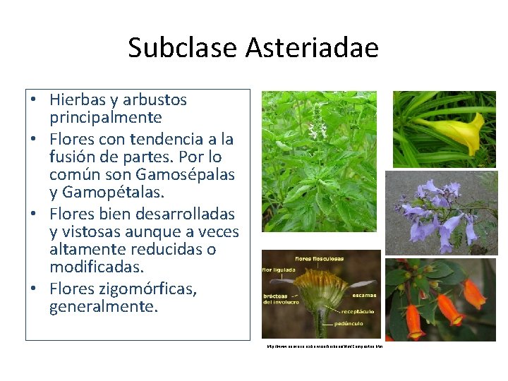 Subclase Asteriadae • Hierbas y arbustos principalmente • Flores con tendencia a la fusión