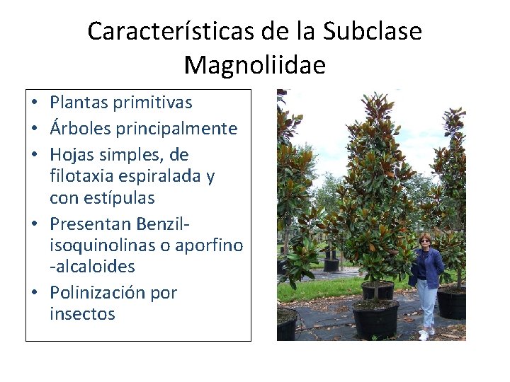 Características de la Subclase Magnoliidae • Plantas primitivas • Árboles principalmente • Hojas simples,
