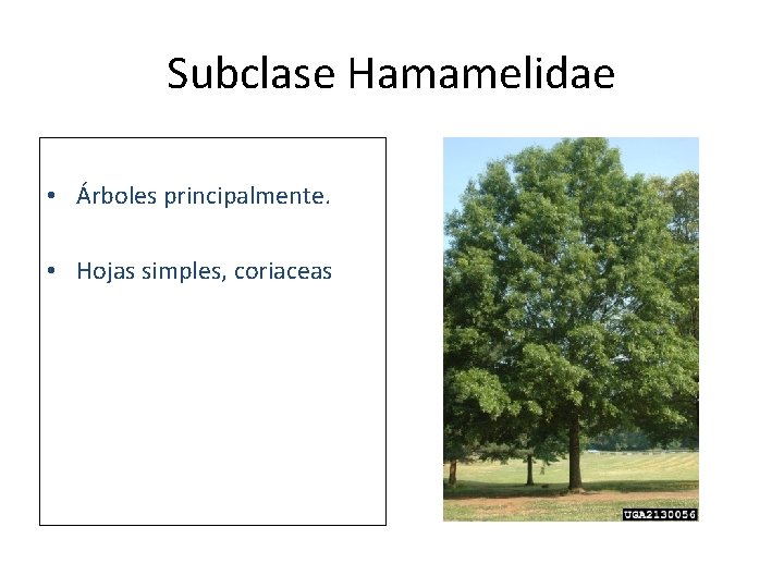 Subclase Hamamelidae • Árboles principalmente. • Hojas simples, coriaceas 