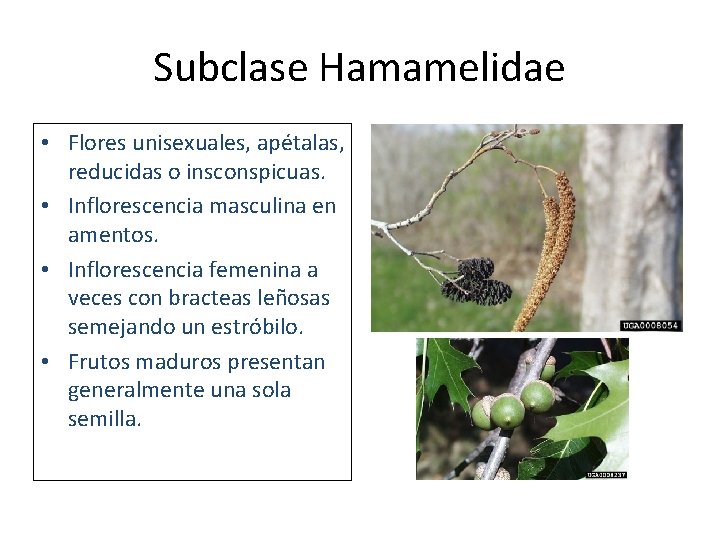 Subclase Hamamelidae • Flores unisexuales, apétalas, reducidas o insconspicuas. • Inflorescencia masculina en amentos.