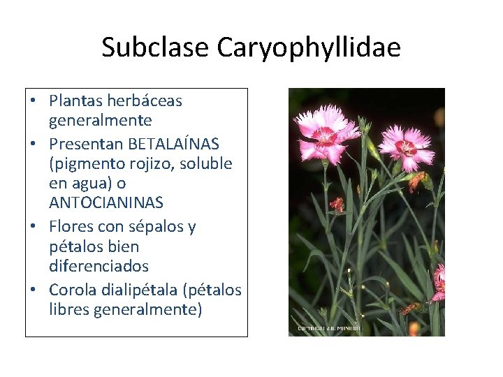 Subclase Caryophyllidae • Plantas herbáceas generalmente • Presentan BETALAÍNAS (pigmento rojizo, soluble en agua)
