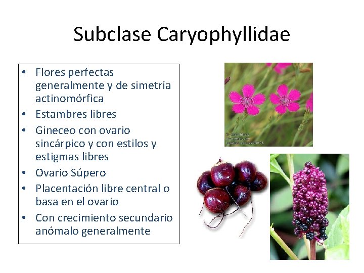 Subclase Caryophyllidae • Flores perfectas generalmente y de simetría actinomórfica • Estambres libres •