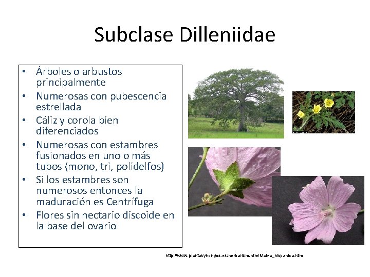 Subclase Dilleniidae • Árboles o arbustos principalmente • Numerosas con pubescencia estrellada • Cáliz