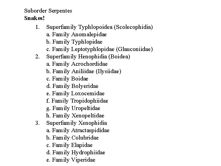Suborder Serpentes Snakes! 1. Superfamily Typhlopoidea (Scolecophidia) a. Family Anomalepidae b. Family Typhlopidae c.