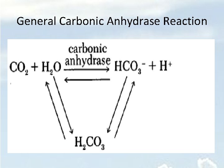 General Carbonic Anhydrase Reaction 