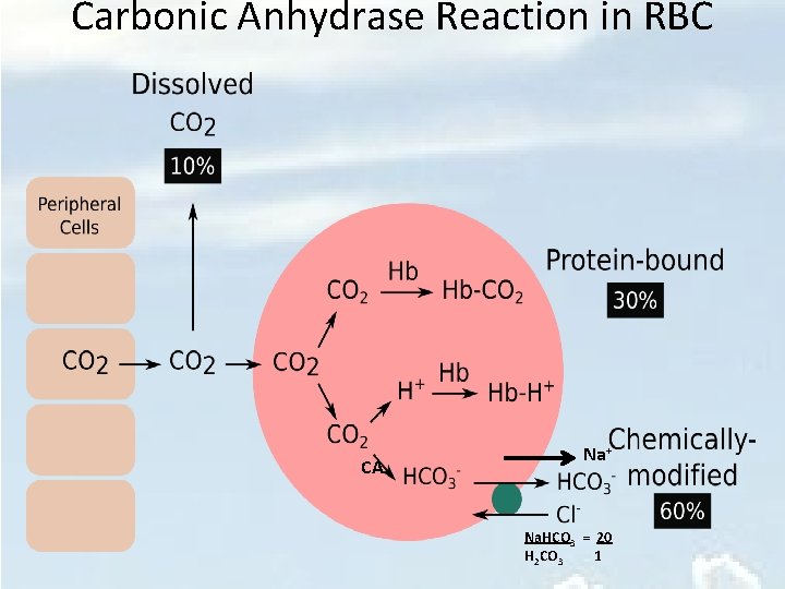 Carbonic Anhydrase Reaction in RBC CA Na+ Na. HCO 3 = 20 H 2