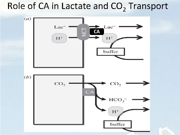 Role of CA in Lactate and CO 2 Transport CA 