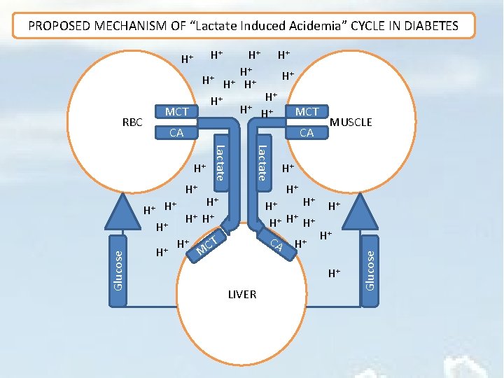 PROPOSED MECHANISM OF “Lactate Induced Acidemia” CYCLE IN DIABETES H+ H+ H+ MCT RBC