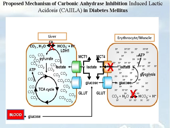Proposed Mechanism of Carbonic Anhydrase Inhibition Induced Lactic Acidosis (CAIILA) in Diabetes Mellitus Liver