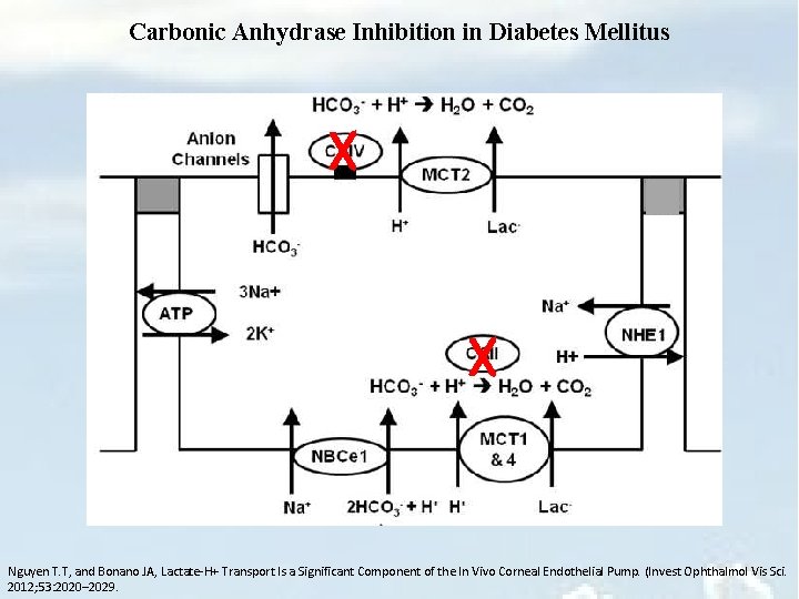 Carbonic Anhydrase Inhibition in Diabetes Mellitus X X Nguyen T. T, and Bonano JA,