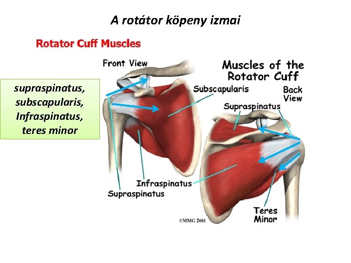 A rotátor köpeny izmai supraspinatus, subscapularis, Infraspinatus, teres minor 