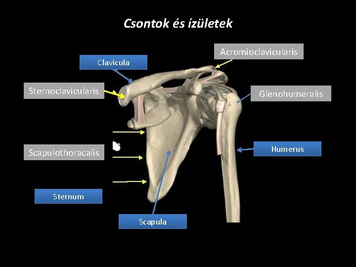 Csontok és ízületek Acromioclavicularis Clavicula Sternoclavicularis Glenohumeralis Humerus Scapulothoracalis Sternum Scapula 