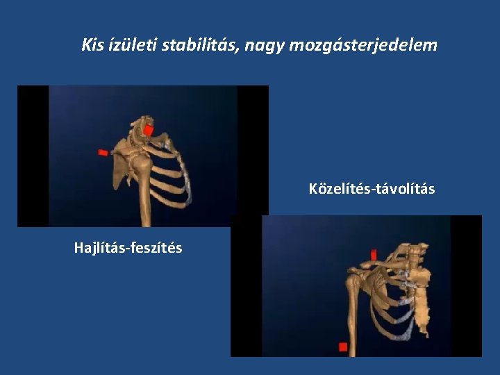 Kis ízületi stabilitás, nagy mozgásterjedelem Közelítés-távolítás Hajlítás-feszítés 