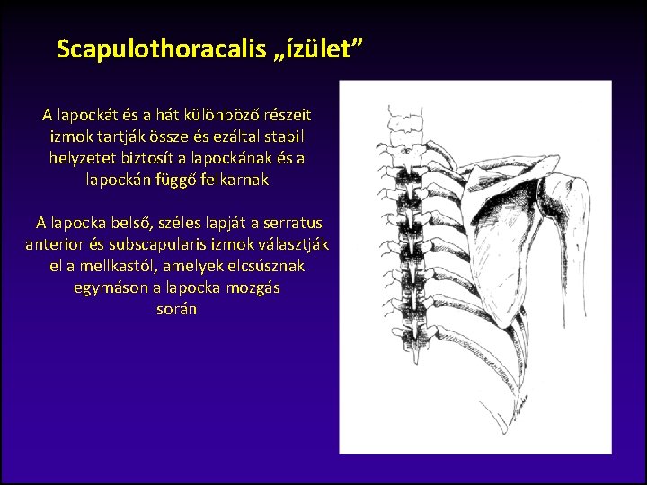 Scapulothoracalis „ízület” A lapockát és a hát különböző részeit izmok tartják össze és ezáltal